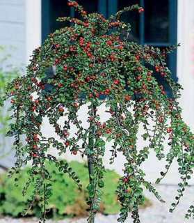 Cotoneaster 'Queen of Carpet' 80cm kmienok